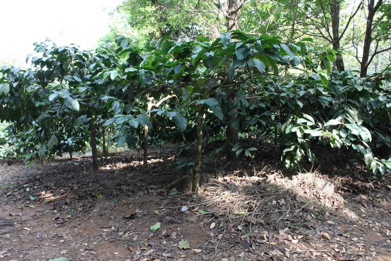 The plantation is covered in these large leaved coffee shrubs.
